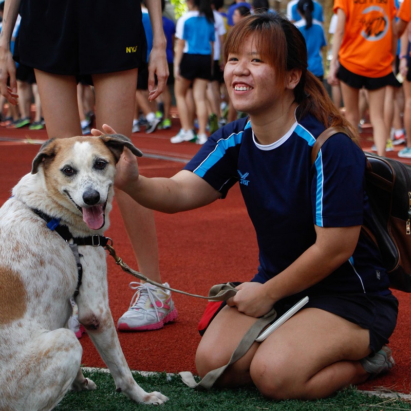 Animal Welfare Animal Welfare